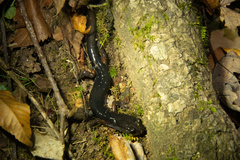 Plethodon shermani