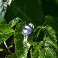 Eirmocides absimilis