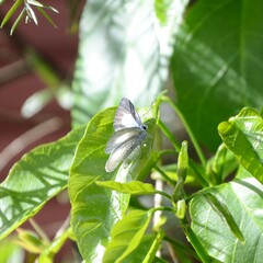 Eirmocides absimilis
