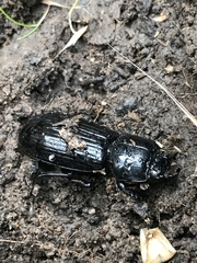 Aulacocyclus edentulus