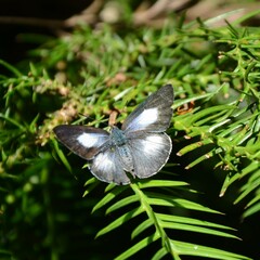 Eirmocides absimilis