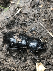 Aulacocyclus edentulus
