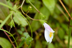 Mazus alpinus