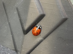 Coccinella septempunctata