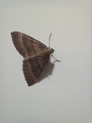 Larentia clavaria