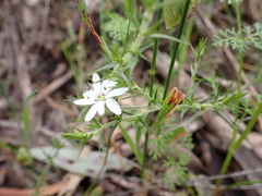 Stellaria pungens