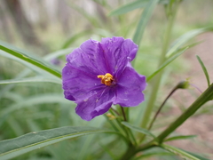 Solanum linearifolium