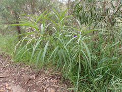 Solanum linearifolium