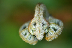 Pteridium aquilinum capense