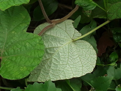 Ipomoea wightii
