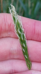 Anthoxanthum odoratum