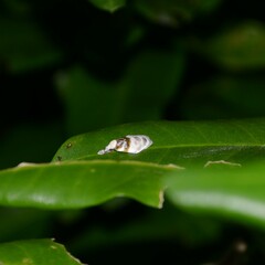Callimima lophoptera