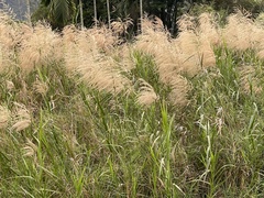 Phragmites karka