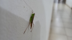 Conocephalus maculatus