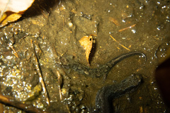 Desmognathus ocoee