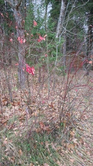Rosa majalis
