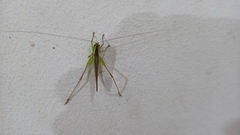 Conocephalus maculatus