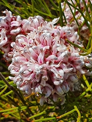 Serruria rubricaulis