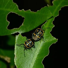 Grossiana persignata