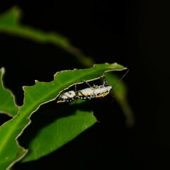 Grossiana persignata