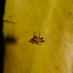 Gasteracantha quadrispinosa