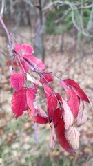 Rosa majalis