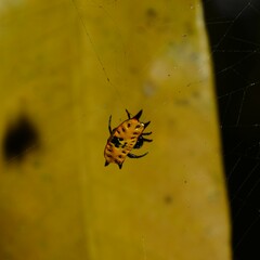 Gasteracantha quadrispinosa