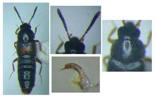 Haploglossa gentilis