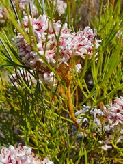 Serruria rubricaulis