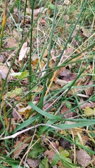 Elymus caninus