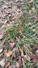 Elymus caninus