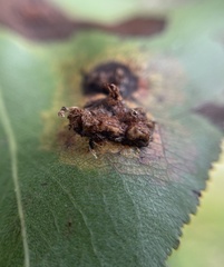 Gymnosporangium sabinae