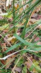 Elymus caninus