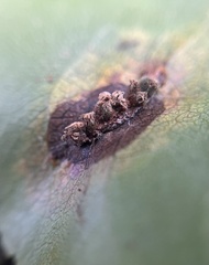 Gymnosporangium sabinae