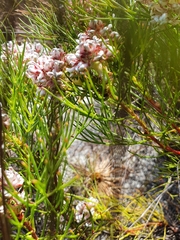 Serruria rubricaulis