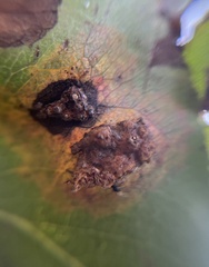 Gymnosporangium sabinae