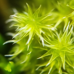 Racomitrium elongatum