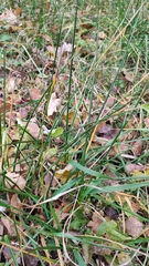 Elymus caninus
