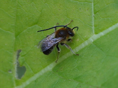 Eucera