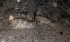 Parablennius sanguinolentus