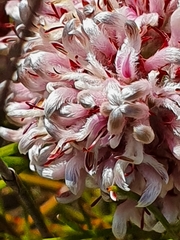 Serruria rubricaulis