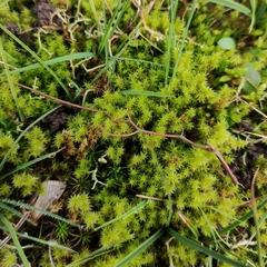 Racomitrium elongatum