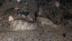 Parablennius sanguinolentus