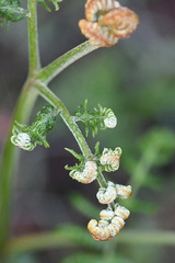 Pteridium aquilinum capense