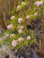 Serruria rubricaulis