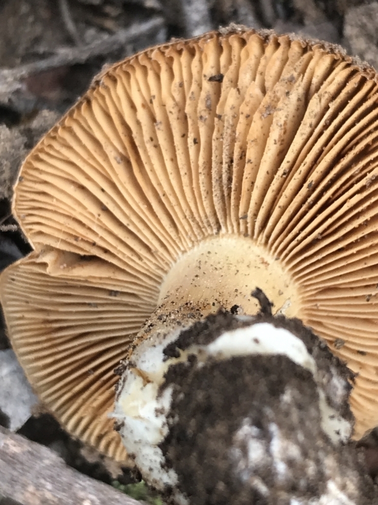 Common Gilled Mushrooms and Allies from Canberra Central, ACT