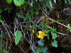 Hypericum nagasawae