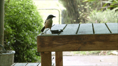 Laniarius ferrugineus