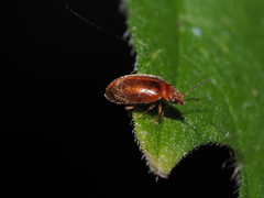 Scirtidae