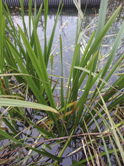Sparganium erectum